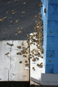 Lots of bees April 20